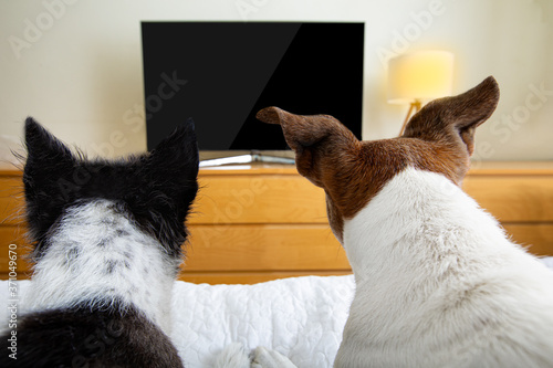 couple of dogs watching tv