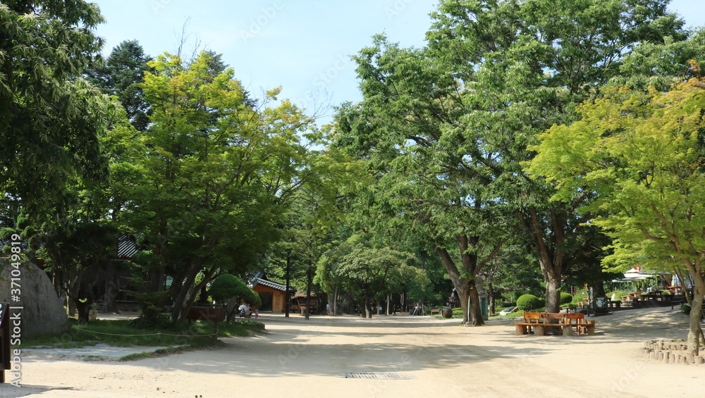 palm trees in the park