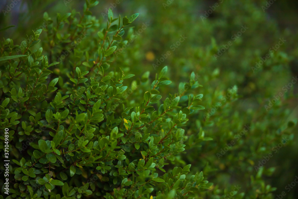 close up of green leaves close up of green leaves
