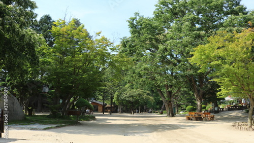 palm trees in the park