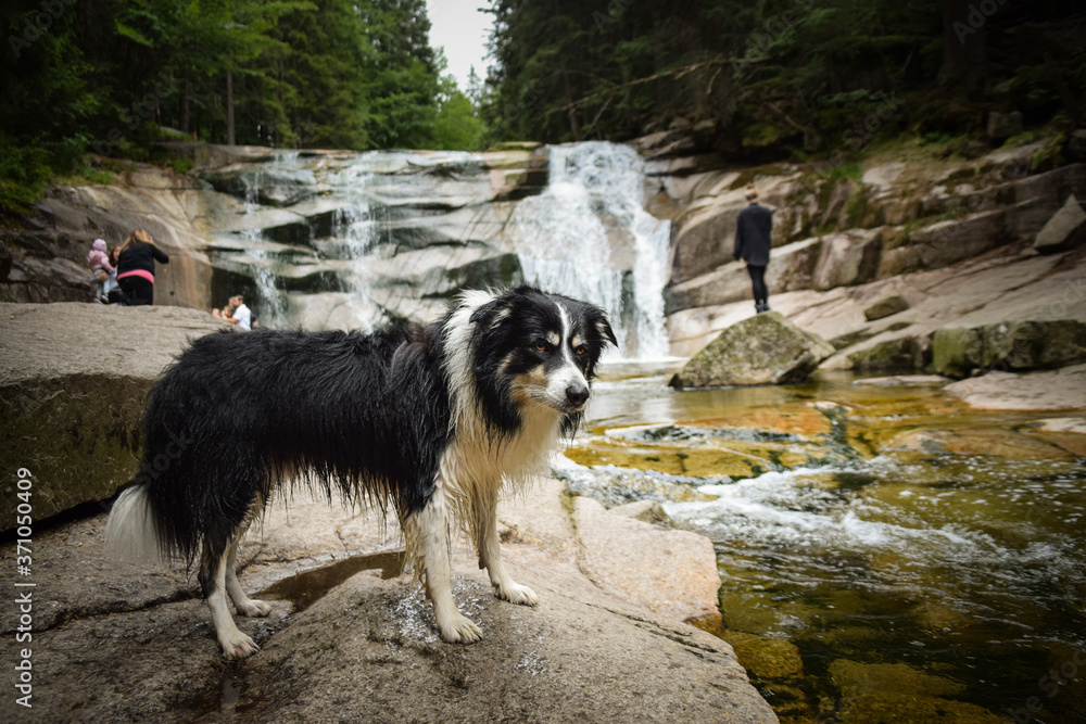 Portrait of border collie in forest near to waterfall in czech mountain Krkonose. He is after swimming so he is wet.