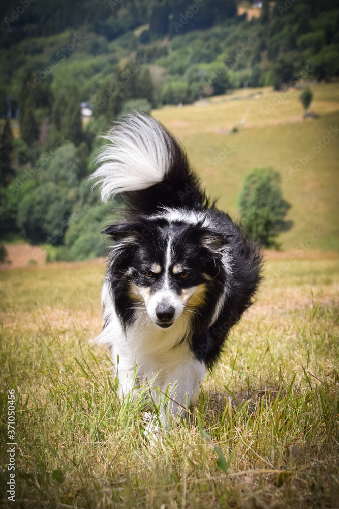 Border collie is running in the grass.  He is on trip in mountain Krkonose