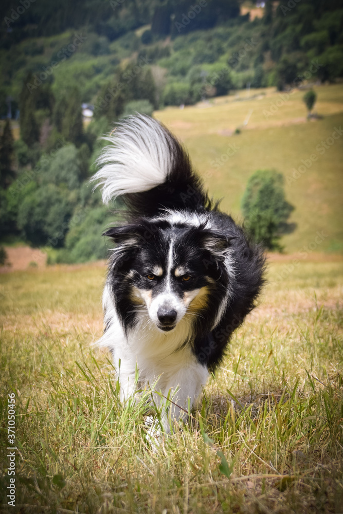 Border collie is running in the grass. He is on trip in mountain Krkonose Border collie is running in the grass. He is on trip in mountain Krkonose