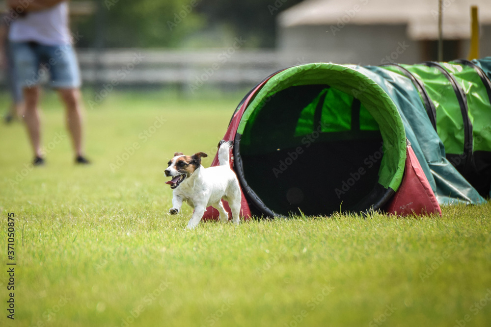 Fotka „Jack russel terier in agility tunel on Ratenice competition