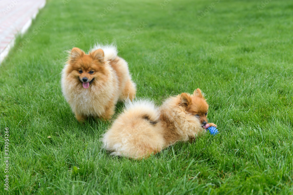 Pomeranian Spitz playing on the green lawn near the house. Pomeranian spitz. Cute spitz dogs Pomeranian Spitz playing on the green lawn near the house. Pomeranian spitz. Cute spitz dogs