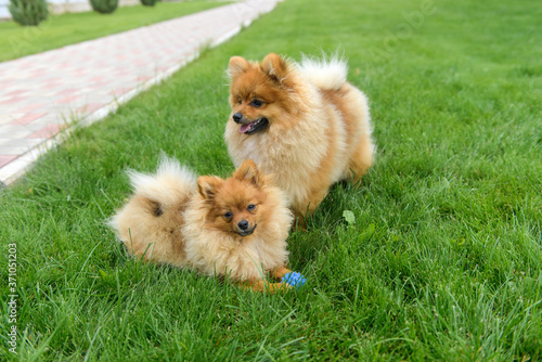 Pomeranian Spitz playing on the green lawn near the house. Pomeranian spitz. Cute spitz dogs © Artemida