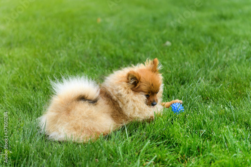 Fototapeta Naklejka Na Ścianę i Meble -  Pomeranian Spitz playing on the green lawn near the house. Pomeranian spitz. Cute spitz dogs