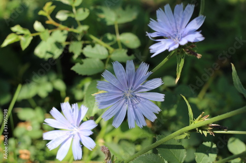 blue-lilac flowers chicory close-up, field plants in the evening dark light, dark green foliage on the background