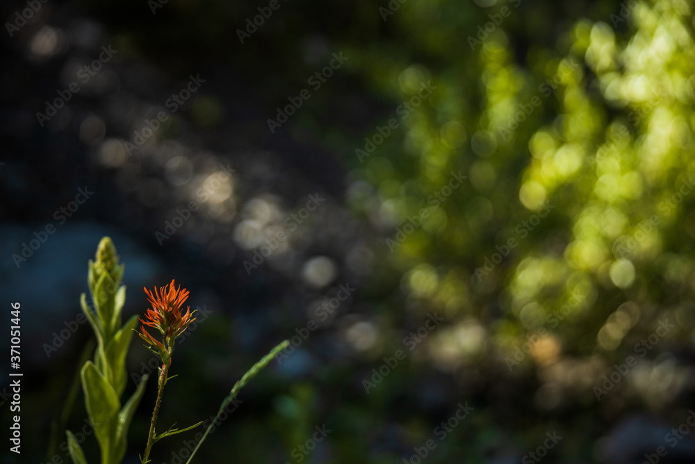 red flower with green background red flower with green background