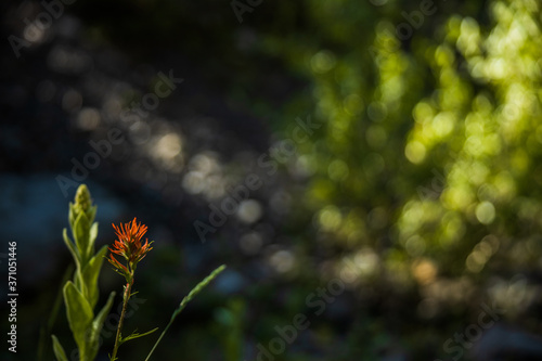 red flower with green background