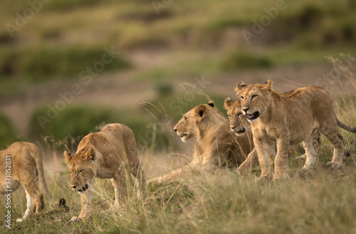 Lioness and her cubs relaxing in the grasses, Masai Mara