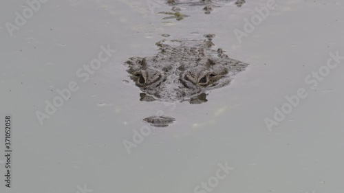 Crocodile floating and looking in the river photo