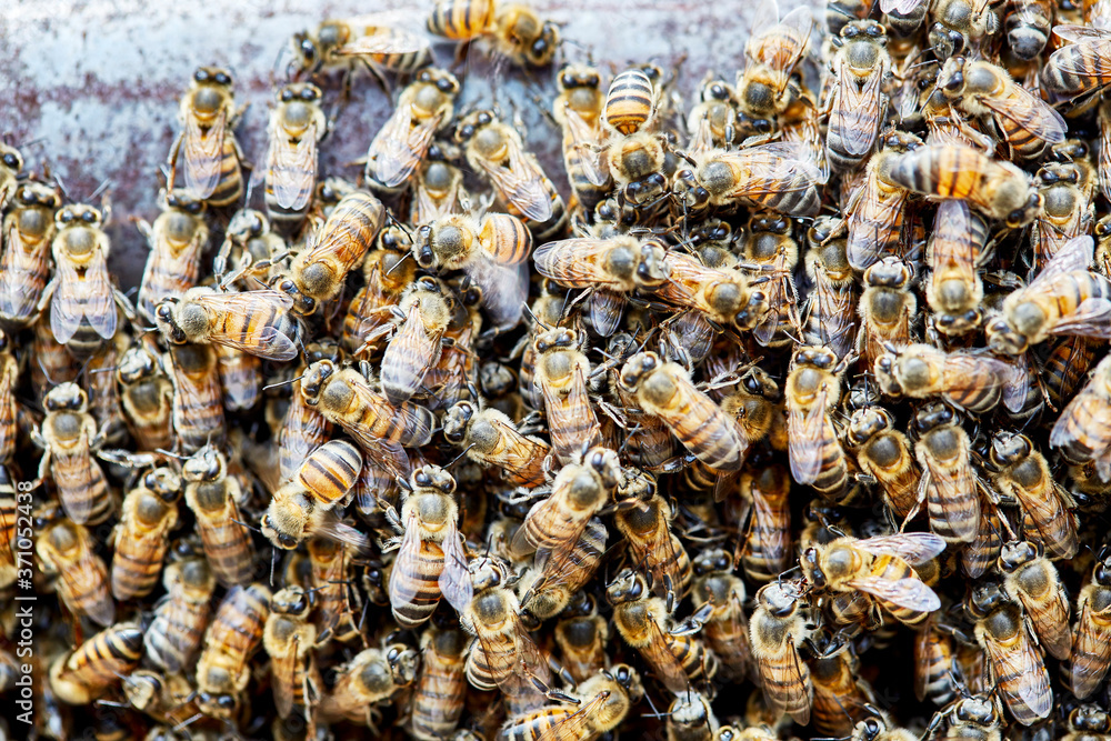 Swarm of Africanized Bees Swarm of Africanized Bees