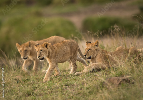 Lion cubs at Masai Mara, Kenya