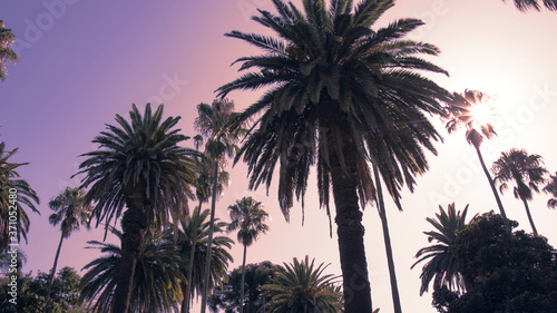 Siluetas de palmeras vistas desde un   ngulo bajo durante un atardecer hermoso y tranquilo en un parque p  blico de la ciudad de Buenos Aires