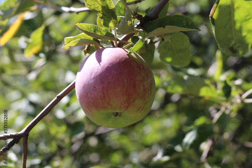 Organic apples hanging from a tree branch in an apple orchard Organic apples hanging from a tree branch in an apple orchard