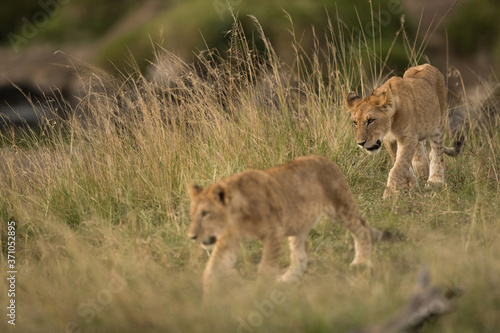Lion cubs moving in the grasses of Masai Mara  kenya  Focus on the cub at the back.