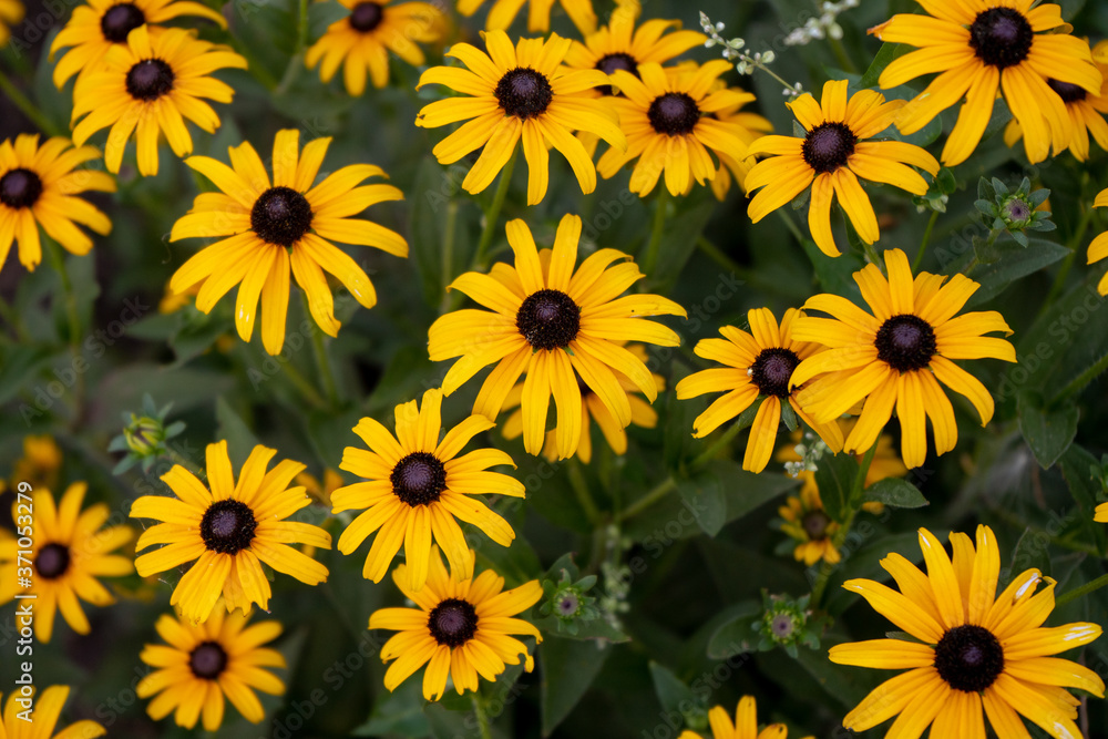 yellow summer flowers in a garden yellow summer flowers in a garden
