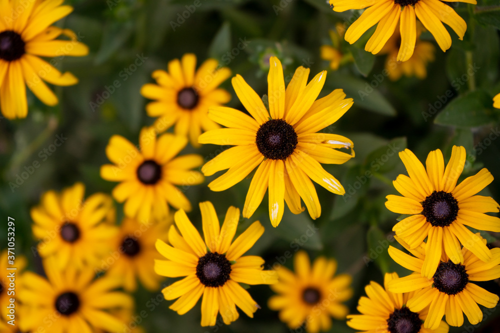 yellow summer flowers in a garden yellow summer flowers in a garden