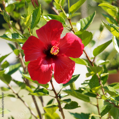 Hibiscus rosa-sinensis - Leuchtenden Blüten vom Chinesische Roseneibisch. Einen hübschen Kontrast zu den grünen, glänzenden Blättern