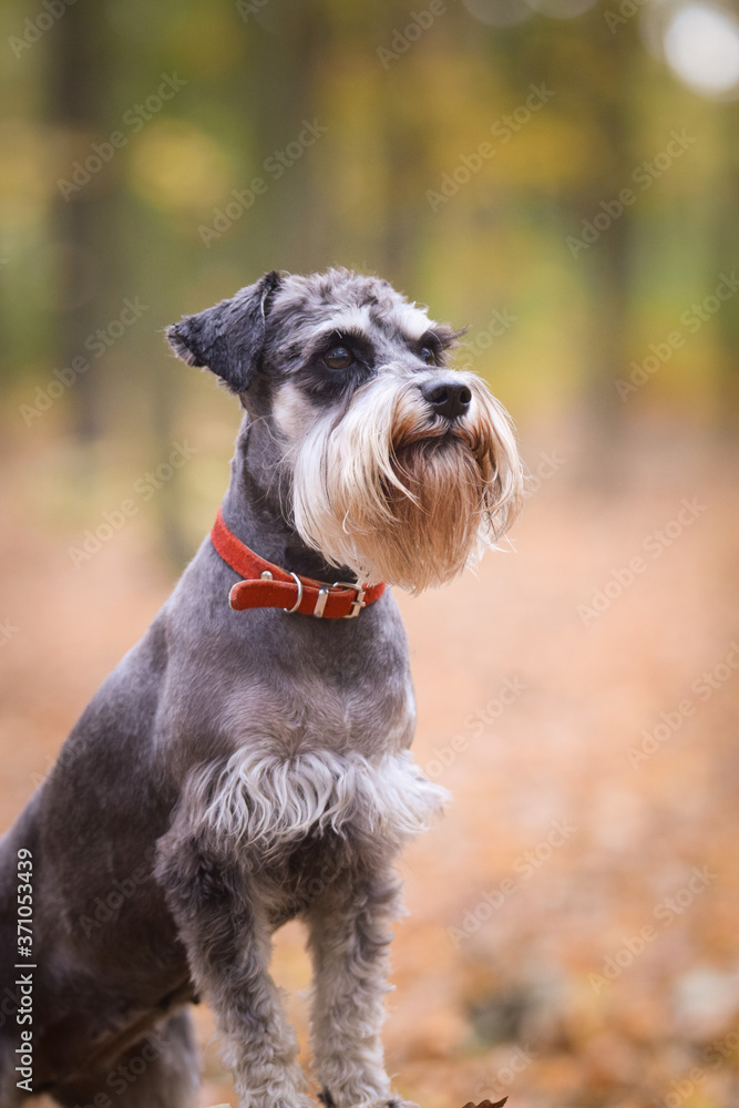Portrait of Schnauzer with amazing background. Amazing autumn atmosphere in Prague. Portrait of Schnauzer with amazing background. Amazing autumn atmosphere in Prague.