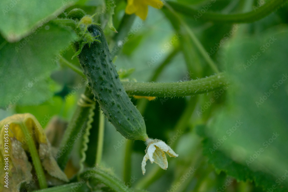 green cucumbers on a bush in a garden, harvesting summer season green cucumbers on a bush in a garden, harvesting summer season