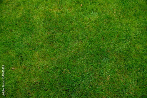 green grass background. Green grass texture for background. 