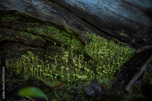 fungus and moss on an old log