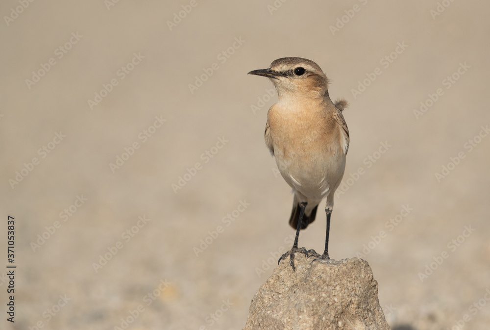 Fototapeta premium Isabelline Wheatear on a boulder, Bahrain