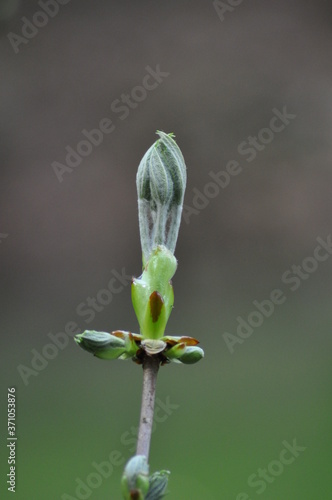 Frühling
