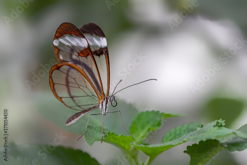 Beautiful Glasswing Butterfly (Greta oto) on a leaf with raindrops in a summer garden. In the amazone rainforest in South America. Presious Tropical butterfly.