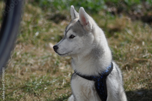 Junger Schlittenhund