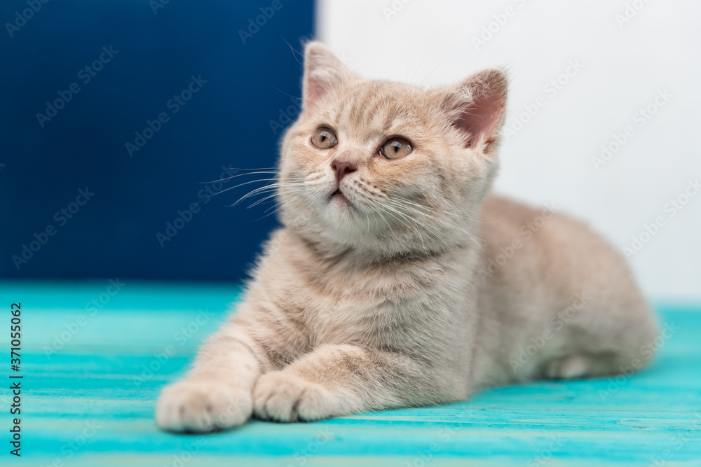 A beautiful British Shorthair kitten lying on the blue wooden floor. Peach color