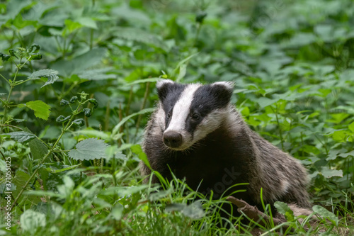 Close-up of a beautiful European Badger (Meles meles)  near its burrow in the forest, Germany, Europe.   © Albert Beukhof