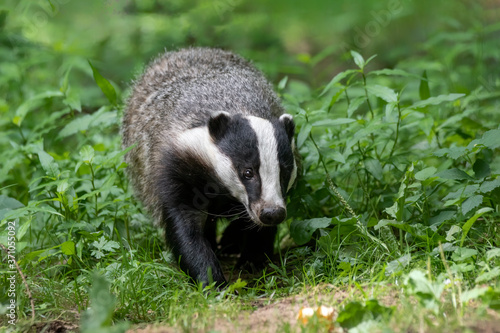 Close-up of a beautiful European Badger (Meles meles) near its burrow in the forest, Germany, Europe. 