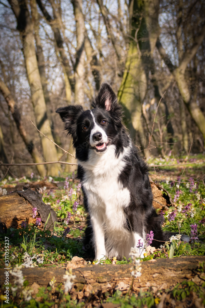 Border collie is sitting in flowers in forest. She is so patient model.