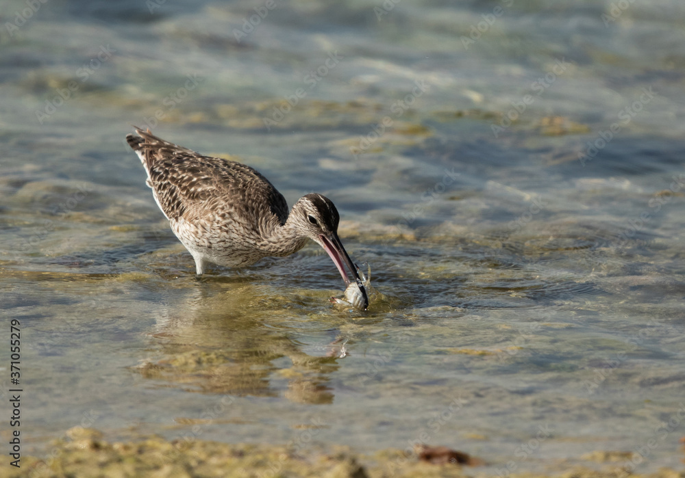 Whimbrel catching a crab, Bahrain Whimbrel catching a crab, Bahrain
