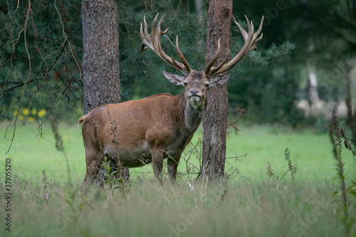 Fototapeta Naklejka Na Ścianę i Meble -  Red deer (Cervus elaphus) on the field of National Park Hoge Veluwe in the Netherlands. Forest in the background.