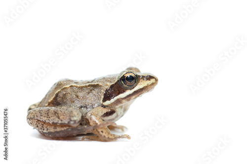 toad on a white background