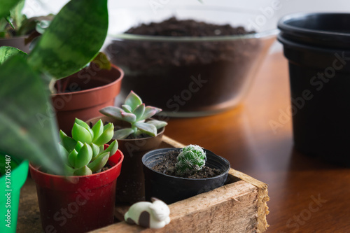 Close shot of a Thimble cactus and two succulents on a wooden box, besides a decorative cute little cat. On the background, a bowl with soil and black plant pots on the side. Ready for repot.