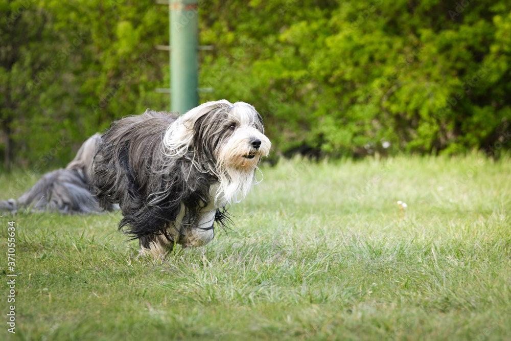 Bearded collie is running in dandelions. He is so patient dog. Bearded collie is running in dandelions. He is so patient dog.