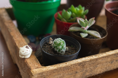 Two succulents and one little cactus (Mammillaria gracilis known as Thimble cactus) on a wooden box, with a decorative cute little cat on the side.