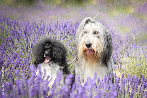Quadro su tela Bearded collie and poodle are sitting in levander