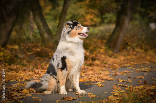 Australian shepherd is sitting on the way in nature. She is after running so she is so happy