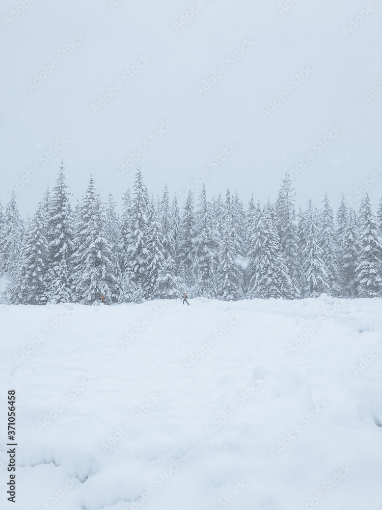 Obraz premium Snowy Winterscape