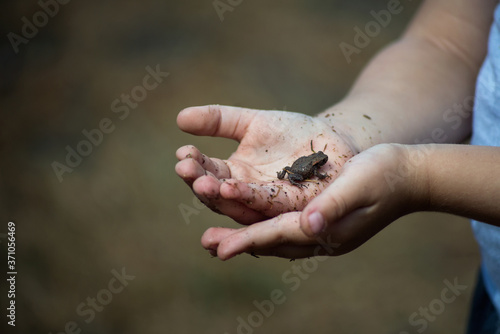 Closeup of little frog in hands of kid in outdoor