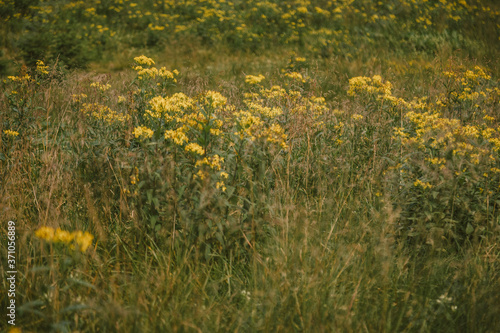 A close up of a flower field © Дмитро Григорчак