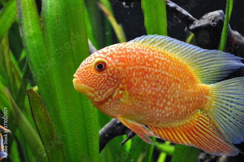Fisch in Aquarium
