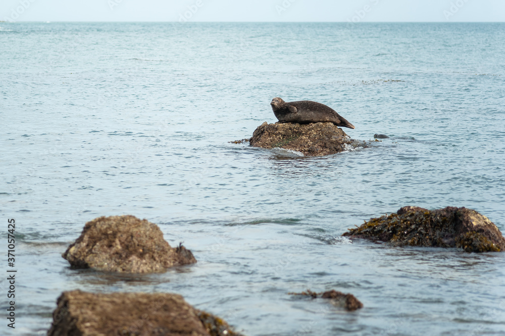 Fototapeta premium Seal -2 