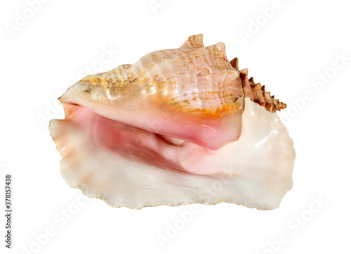 Sea shell isolated on a white background. Beautiful seashell